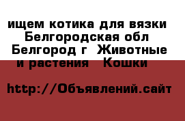 ищем котика для вязки - Белгородская обл., Белгород г. Животные и растения » Кошки   